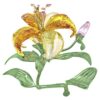 Florere Lily Μεγάλο Florere Lily Μεγάλο