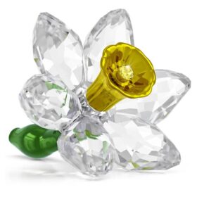 Νάρκισσος Florere