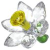 Νάρκισσος Florere