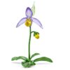 Ορχιδέα Florere Lady Slipper