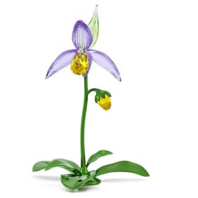 Ορχιδέα Florere Lady Slipper
