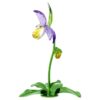 Ορχιδέα Florere Lady Slipper