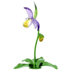 Ορχιδέα Florere Lady Slipper