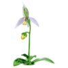 Ορχιδέα Florere Lady Slipper