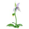 Ορχιδέα Florere Lady Slipper